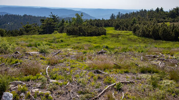 Blick übers Hochmoor auf dem Höhenrücken der Hornisgrinde