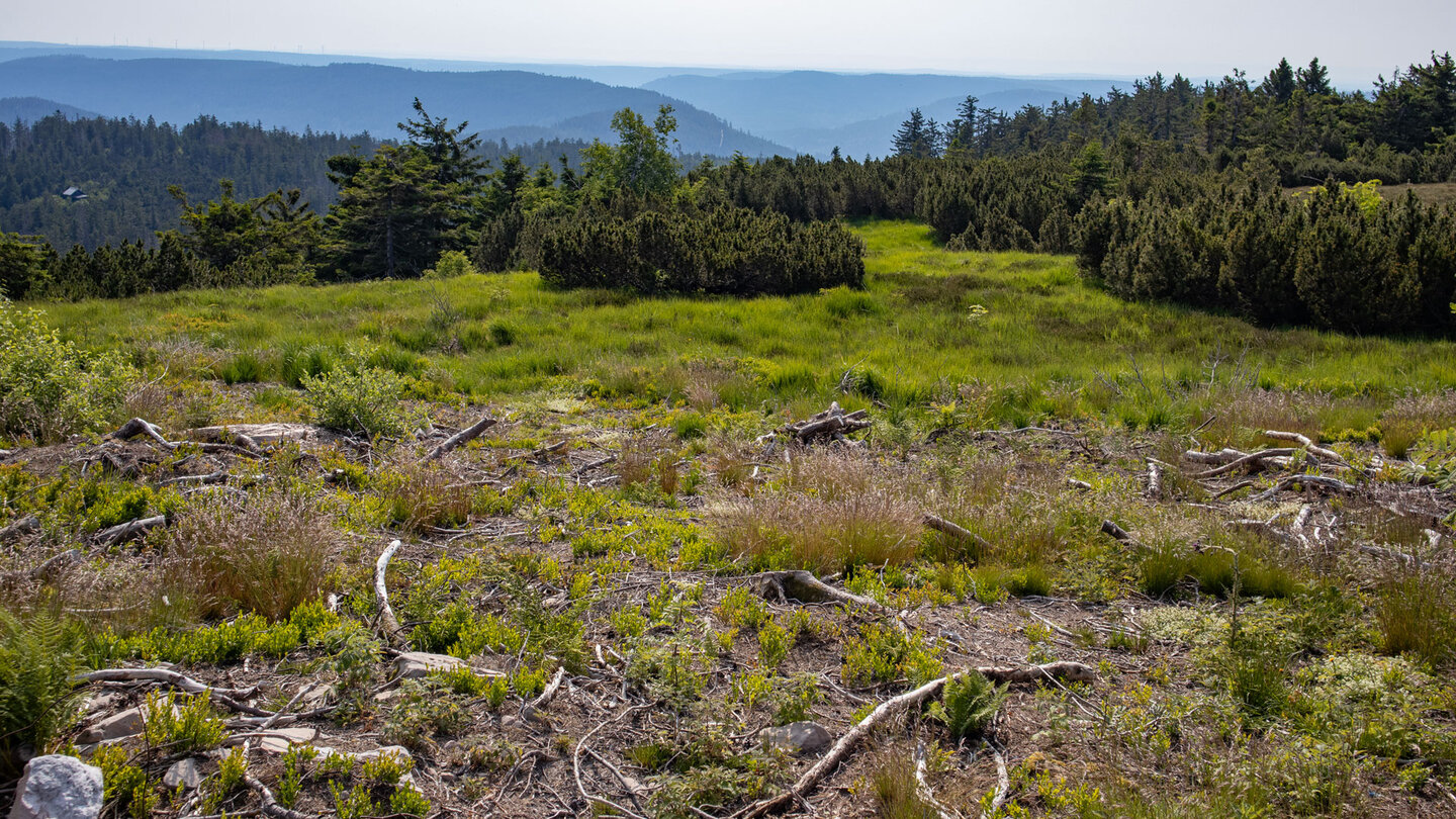 Blick übers Hochmoor auf dem Höhenrücken der Hornisgrinde