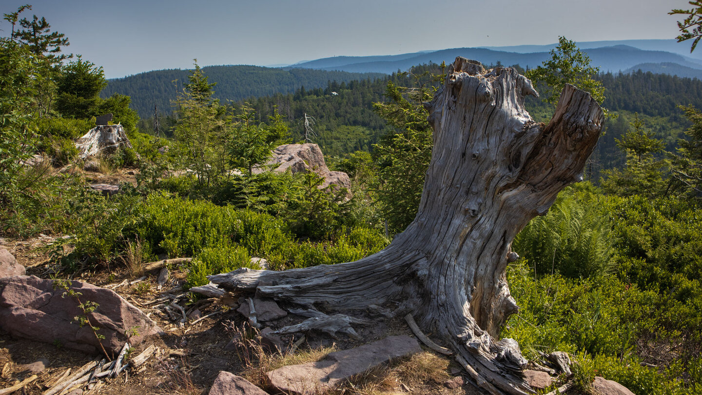 Ausblick vom Dreifürstenstein Wegle