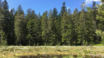 Sumpfgräser am Blindsee-Moor