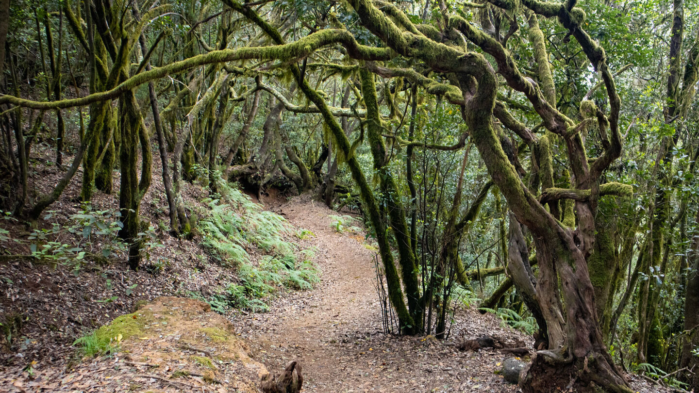 Wanderung entlang der Ruta 11 durch den Lorbeerwald