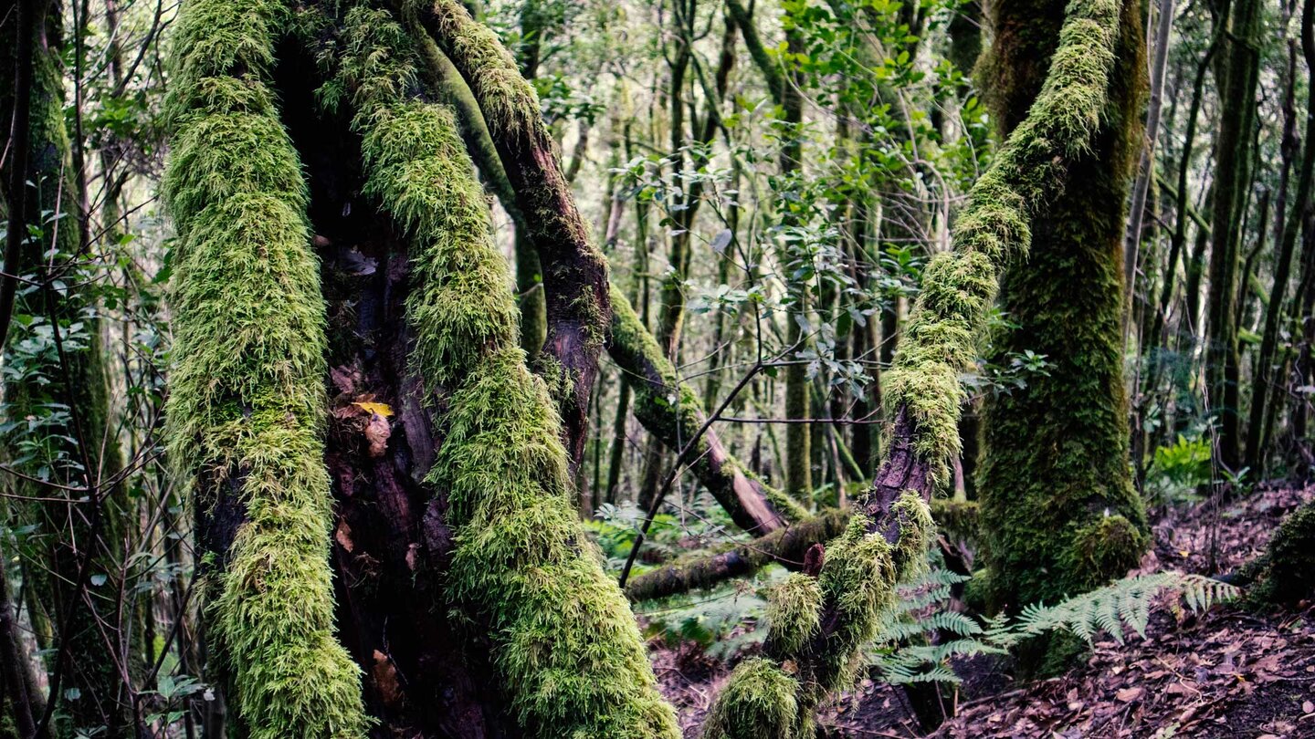 dicht bemooste Bäume im Lorbeerwald