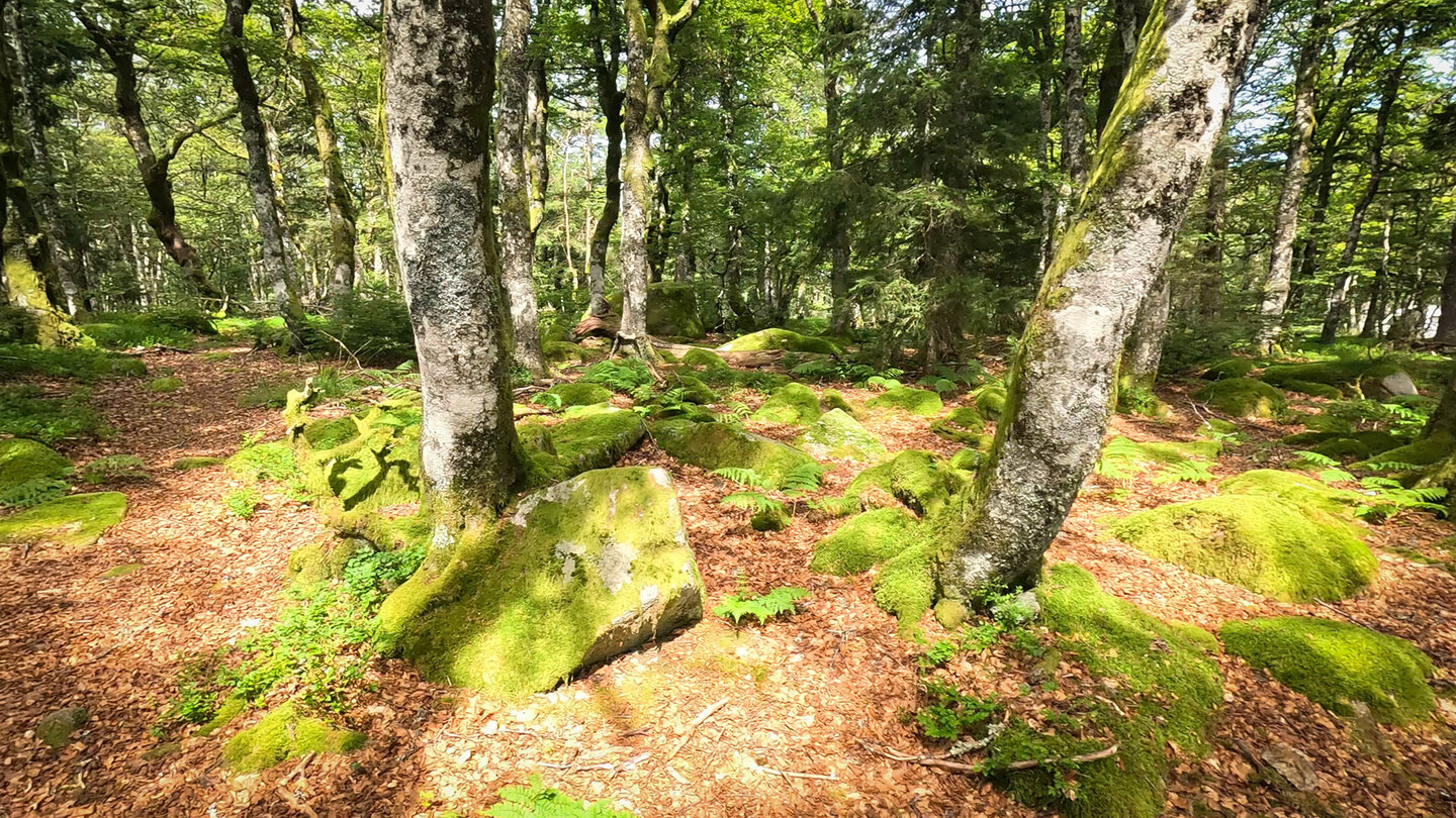 Wanderweg Route des Crêtes in den Hochvogesen