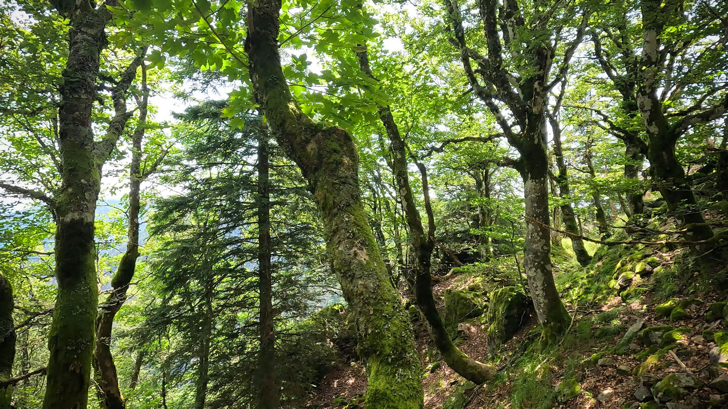 Wanderweg durch den Wald zu den Spitzenfelsen