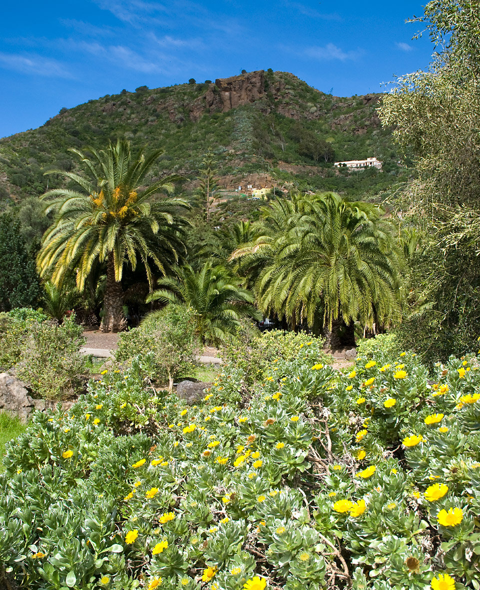 die Vegetation im Jardín Canario auf Gran Canaria