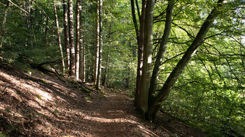 Wanderweg durchs Naturschutzgebiet Zeppelinhalde bei Nothweiler