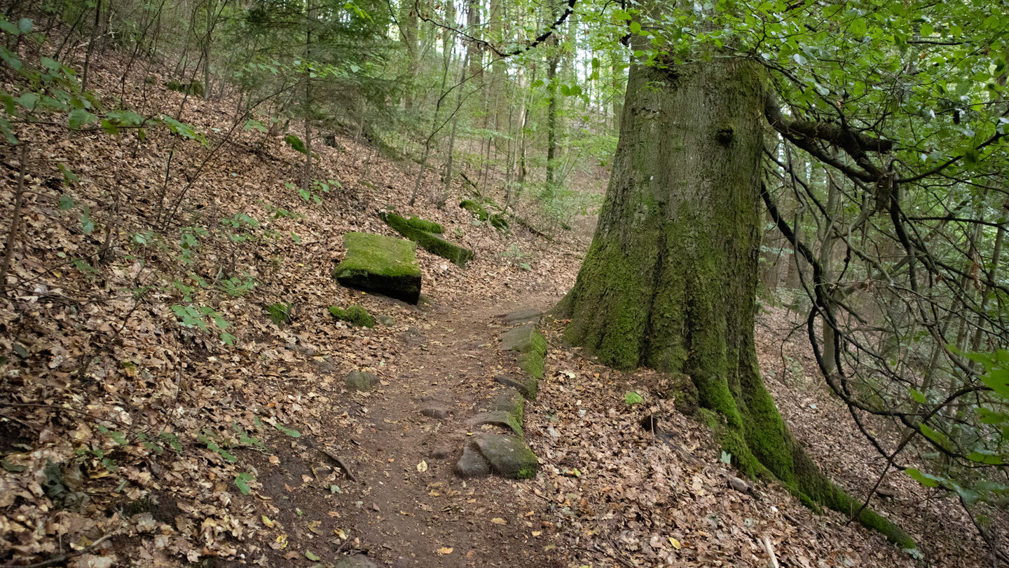 der Wanderpfad führt durch Buchenwald zur Wegelnburg