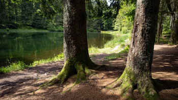 Tannen säumen das Ufer des Sandsees