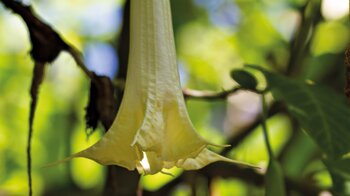 Brugmansia aurea im Jardín Botánico in Puerto de la Cruz