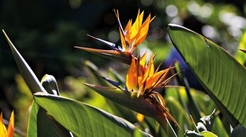 Strelitzien im Jardín Botánico in Puerto de la Cruz