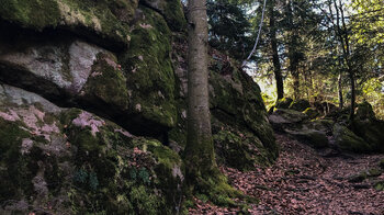 Wanderweg entlang des Luchspfads