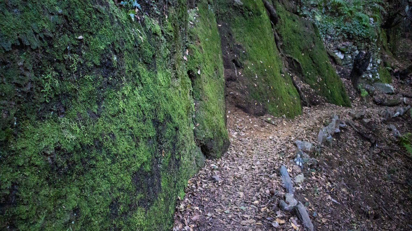 bemooste Felswände am Wanderpfad