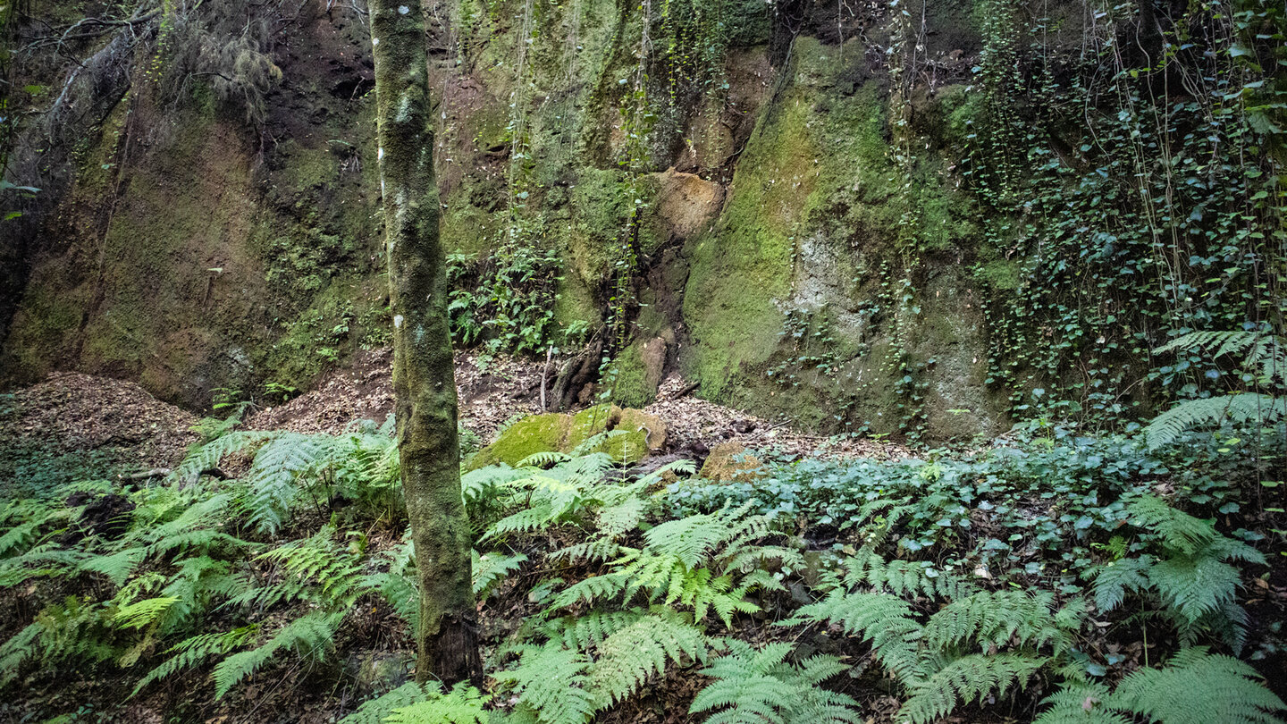 Lorbeerwald-Vegetation im Barranco de Magdalena