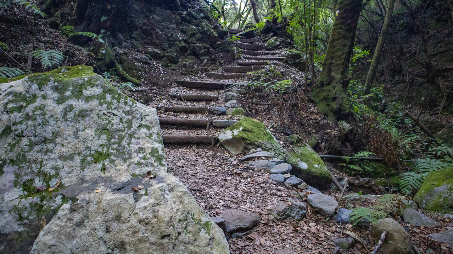 Holztreppen durch die Schluchten im Lorbeerwald