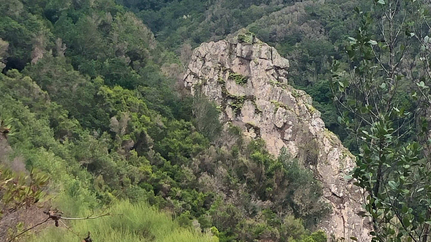 markanter Basalt-Dyke in einer Waldschlucht