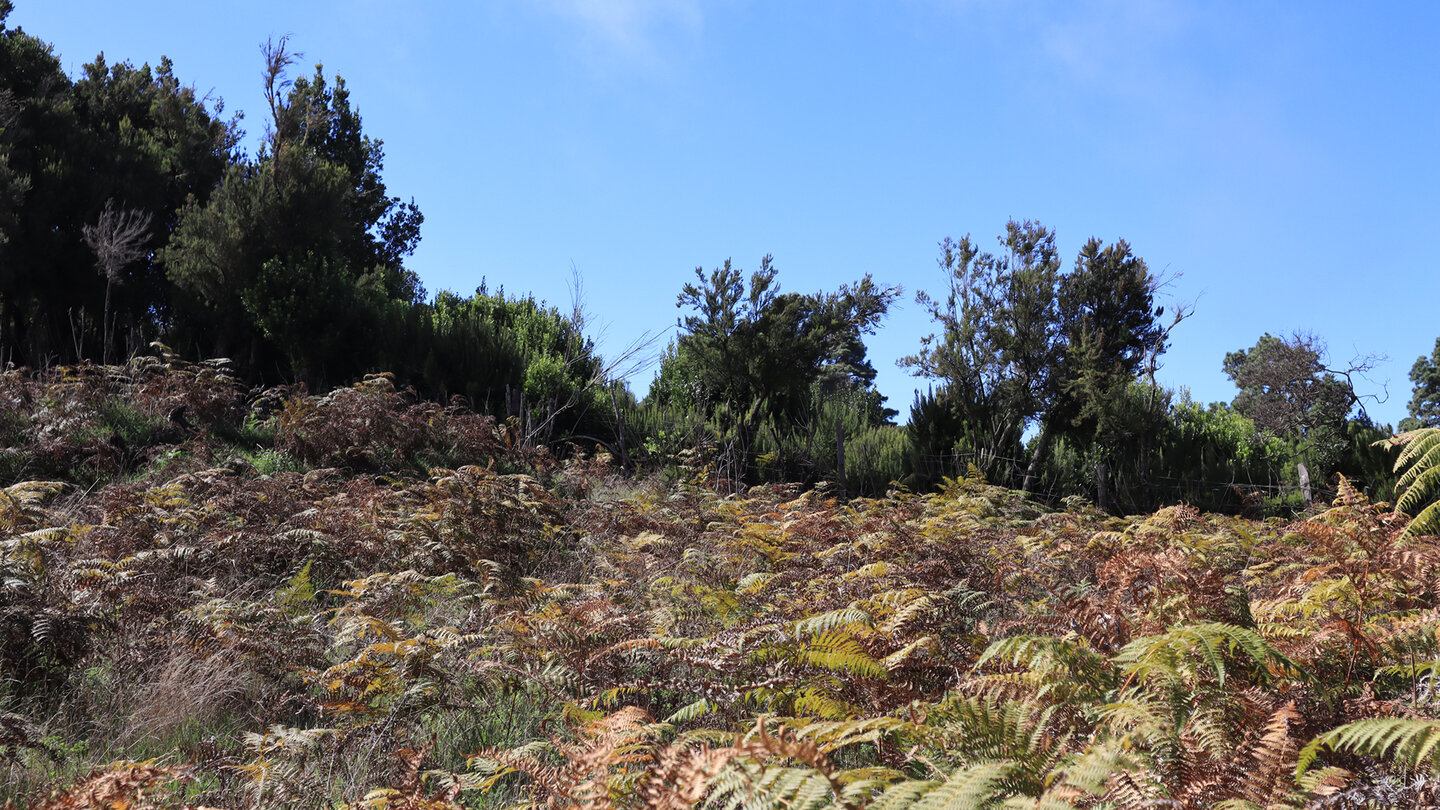 Felder und Weiden entlang der Wanderroute nach La Zarza