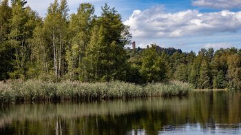 Schilf am Ufer des  Étang de Hanau