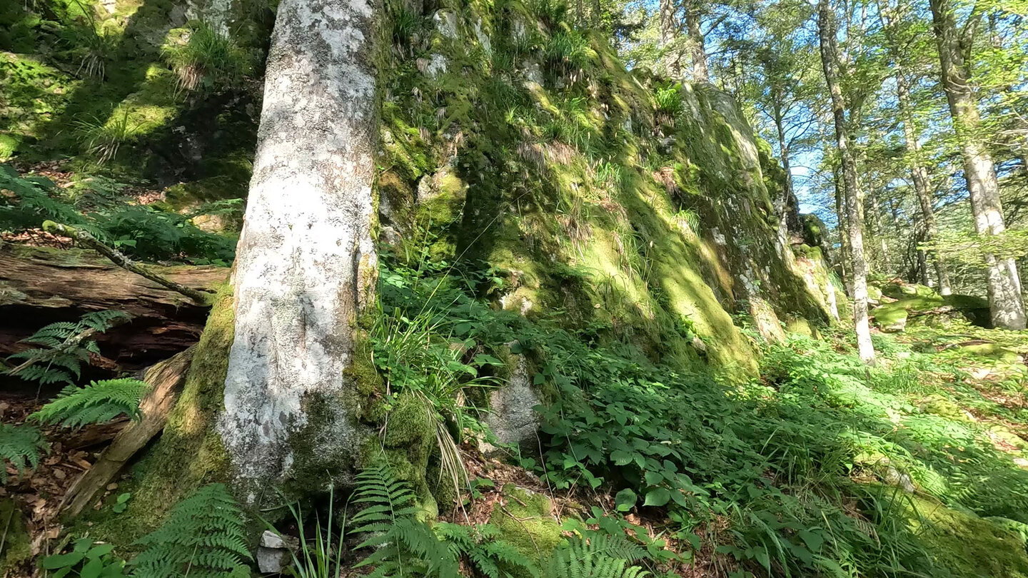 Felsen am Wanderweg unterhalb der Spitzköpfe