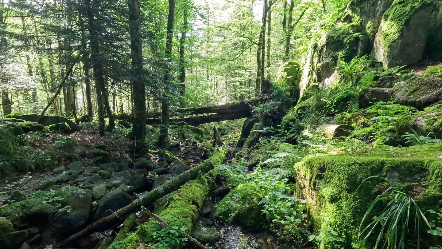 Felsen am Bachlauf der Wormsa