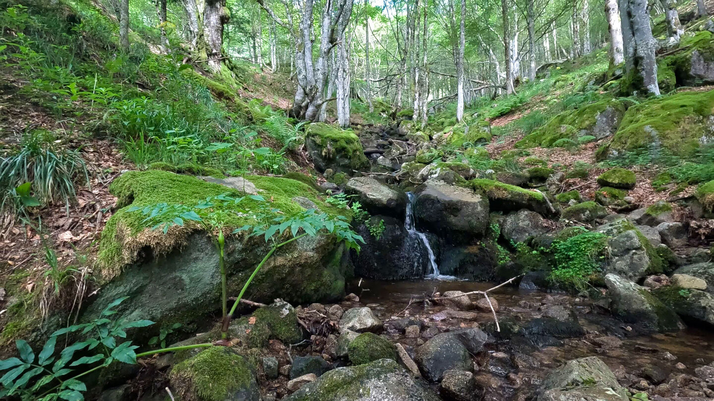 der Wormsabach bildet kleine Wasserfälle