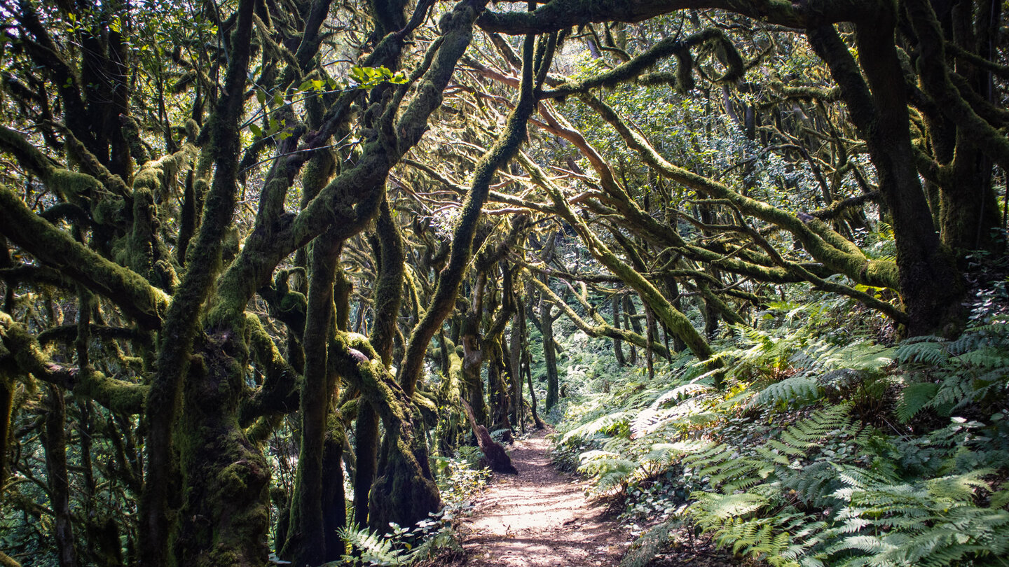 Wegpassage durch den mit Moosen bewachsenen Lorbeerwald