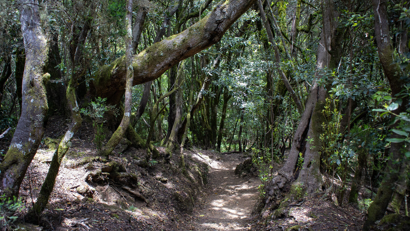 Wanderpfad durch den grünen Urwald des Garajonay