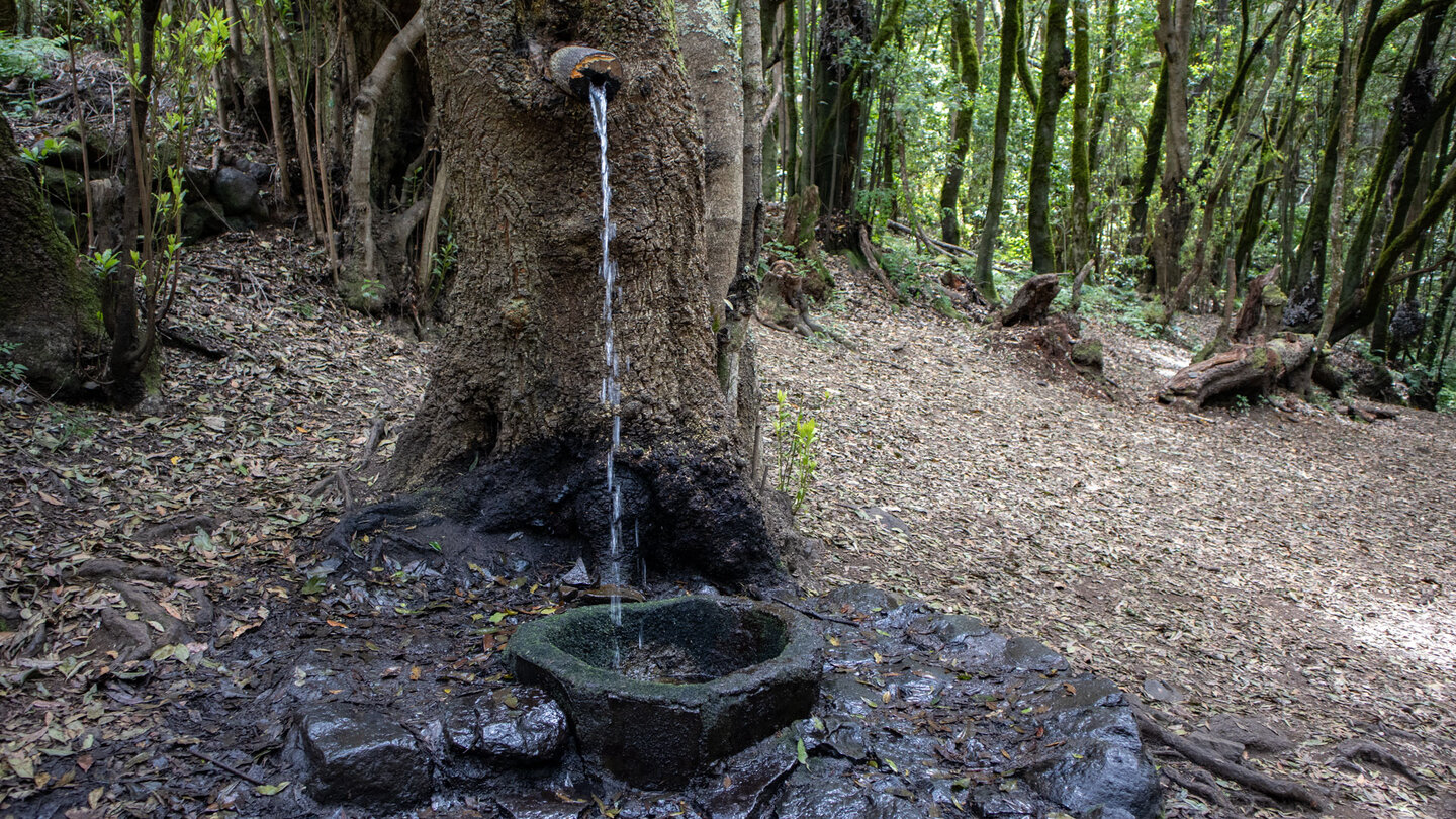 Baum-Brunnen am Rastplatz Ermita de Lourdes