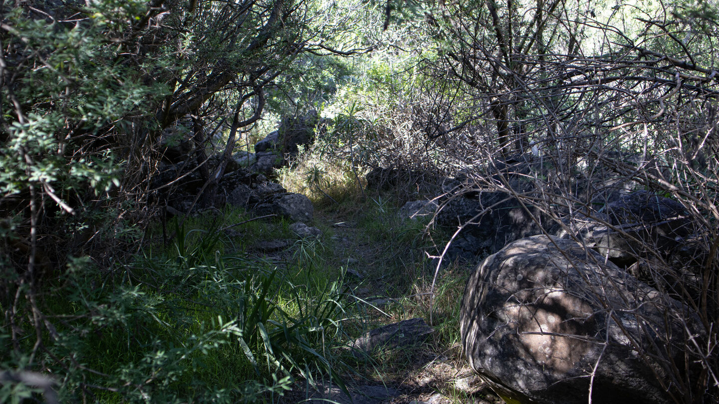 der Pfad führt durch dichte Vegetation