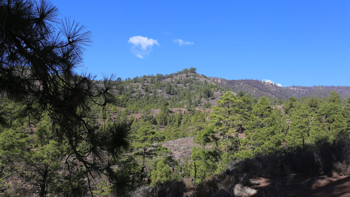 der Wanderweg PR-TF 86 führt weite Strecken durch den Kiefernwald der Corona Forestal