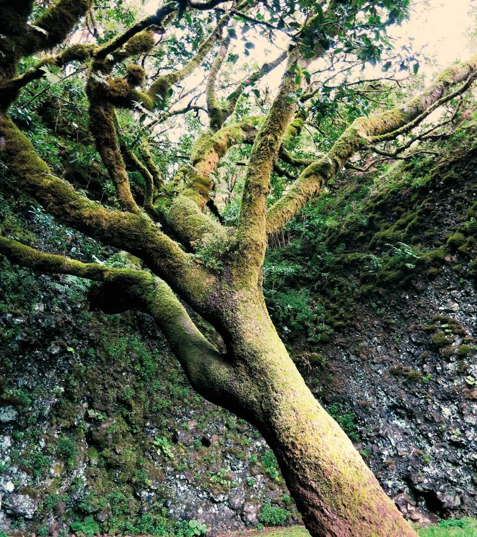 der mit Moos und Farnen bewachsene Lorbeerbaum Árbol Santo auf El Hierro