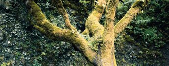 die hohe Luftfeuchtigkeit sorgt für üppige Vegetation in der Felsnische am Árbol Garoé auf El Hierro