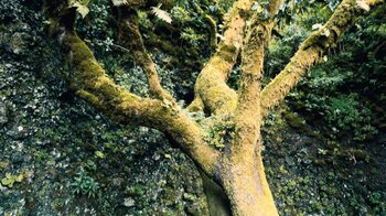 die hohe Luftfeuchtigkeit sorgt für üppige Vegetation in der Felsnische am Árbol Garoé auf El Hierro