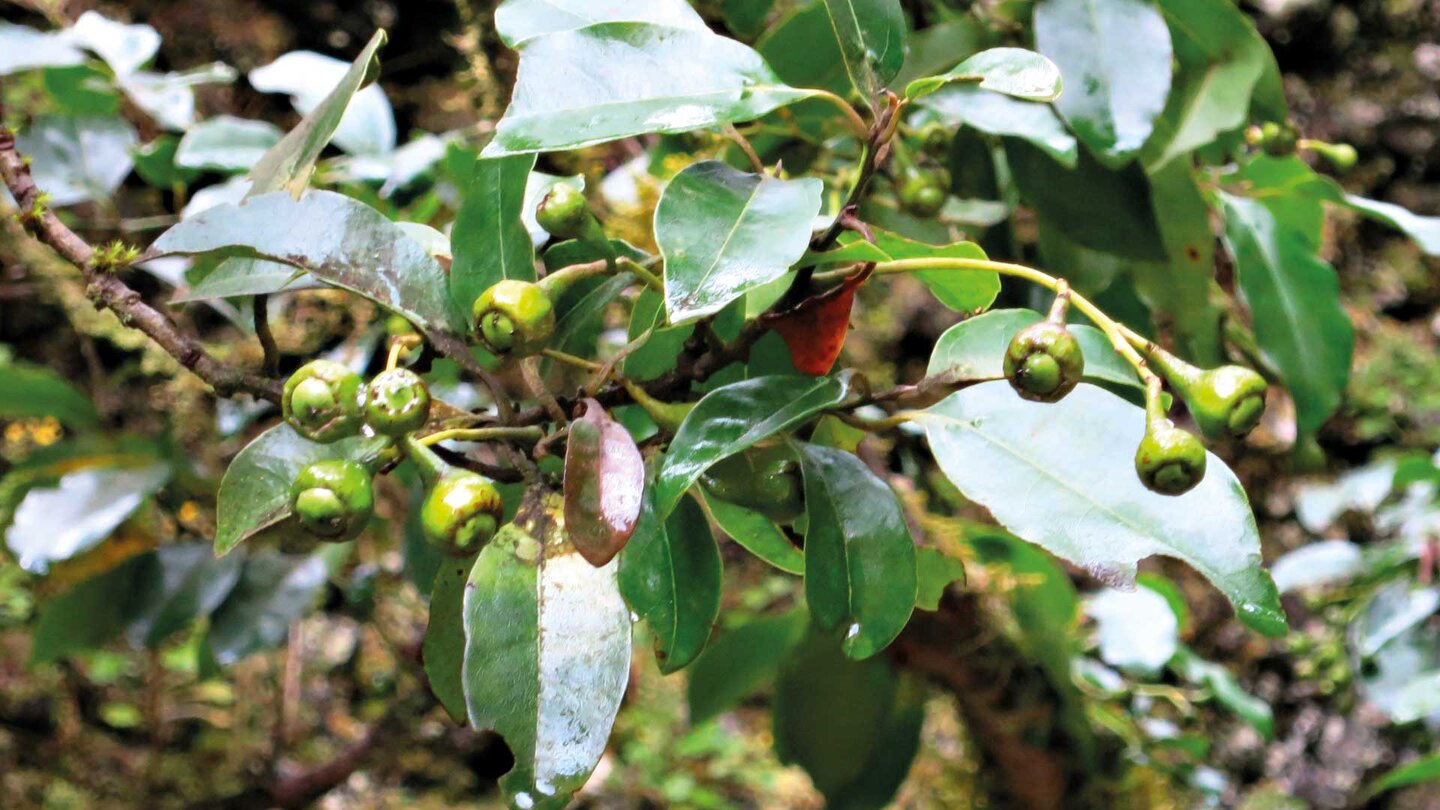 Blätter und Früchte des Stinklorbeerbaums auf El Hierro