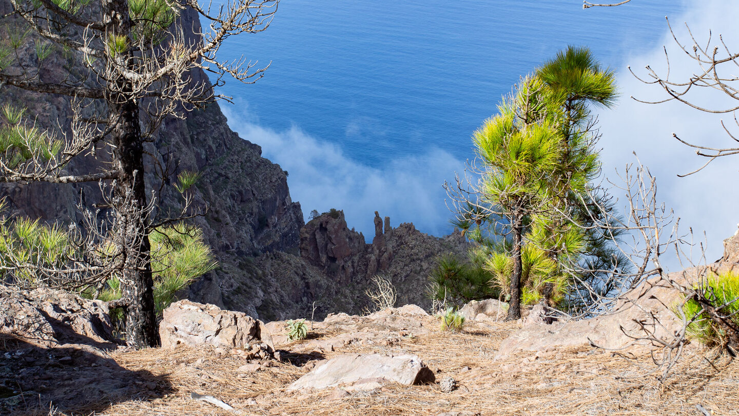 Blick vom Tamadaba über Felsnadeln auf den Atlantik