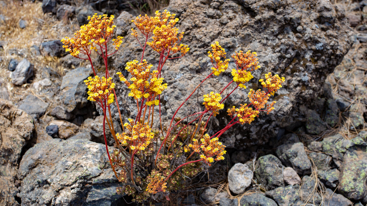 gelb-blühendes Aeonium auf sonst kargen Lavafeldern