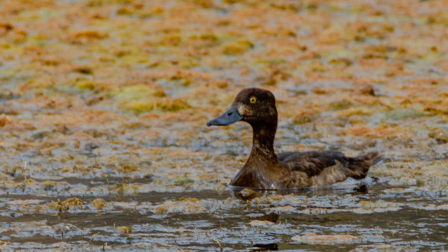 Enten in der Molinos-Schlucht