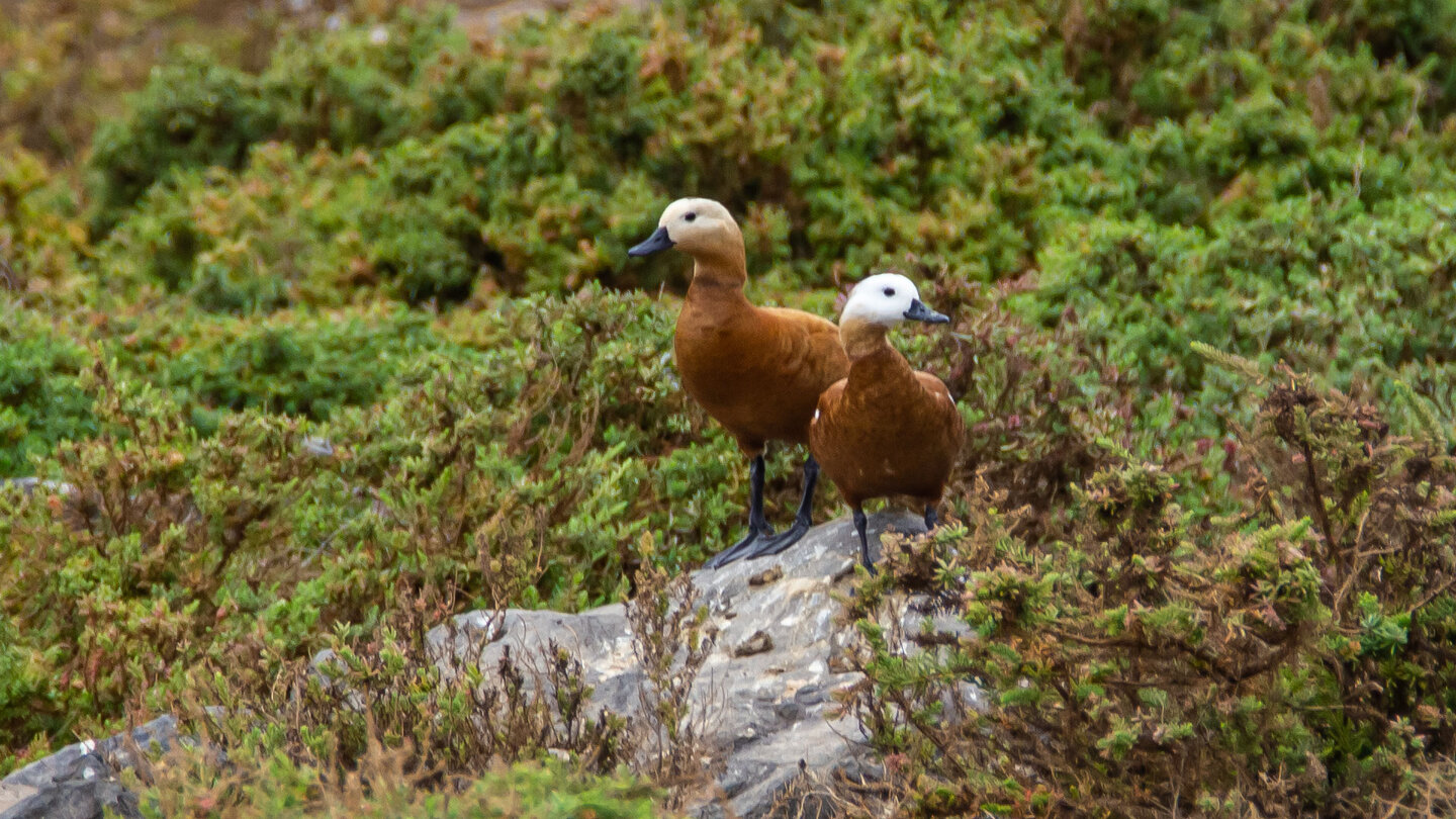 Rostgänse (Tadorna ferruginea)