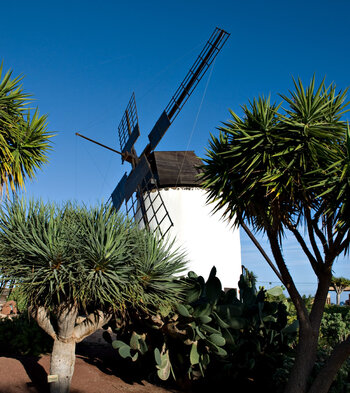 Windmühle mit Kakteen im Vordergrund im Museum Molino de Antigua auf Fuerteventura