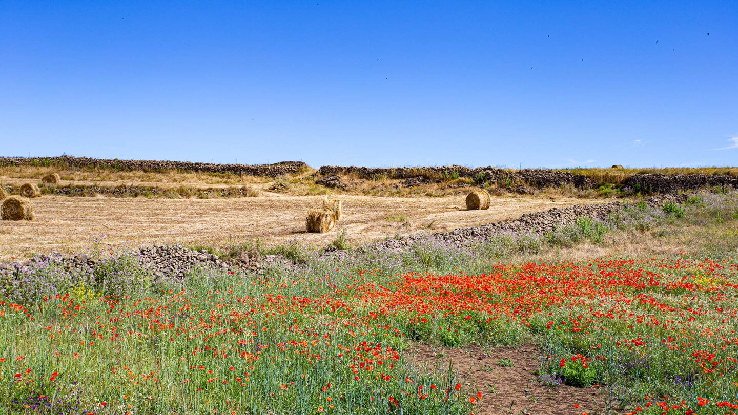 Blütenmeer im Frühjahr in der Meseta de Nisdafe