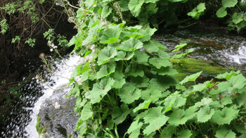 spielerischer Lauf des Wassers am Sankenbachwasserfall