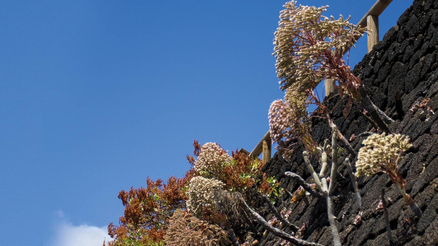 Aeonium-Pflanzen an den Natursteinmauern des Mirador de Isora auf El Hierro