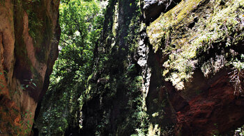 Schatten und Feuchte spendende Felswände im Barranco de Gallegos auf La Palma