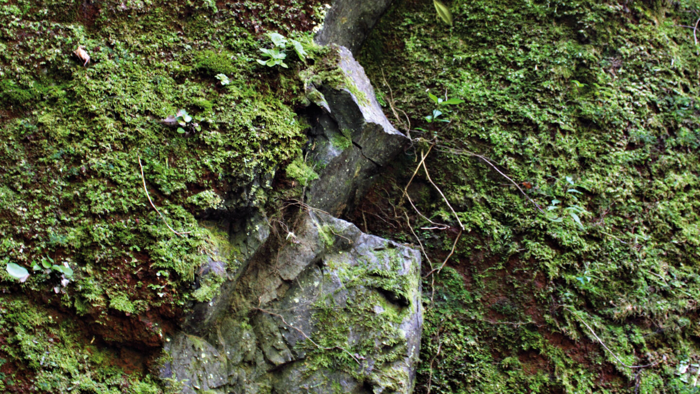 mit Moosflechten überzogene Felsen im Barranco de Gallegos auf La Palma