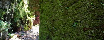 mit Moos bewachsene Steilwände im Barranco de Gallegos auf La Palma