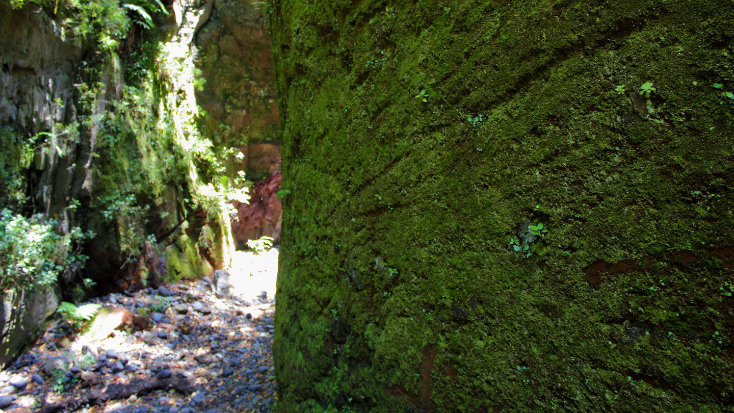 mit Moos bewachsene Steilwände im Barranco de Gallegos auf La Palma