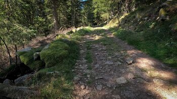 Forstweg auf der Rundwanderung um den Lac Noir