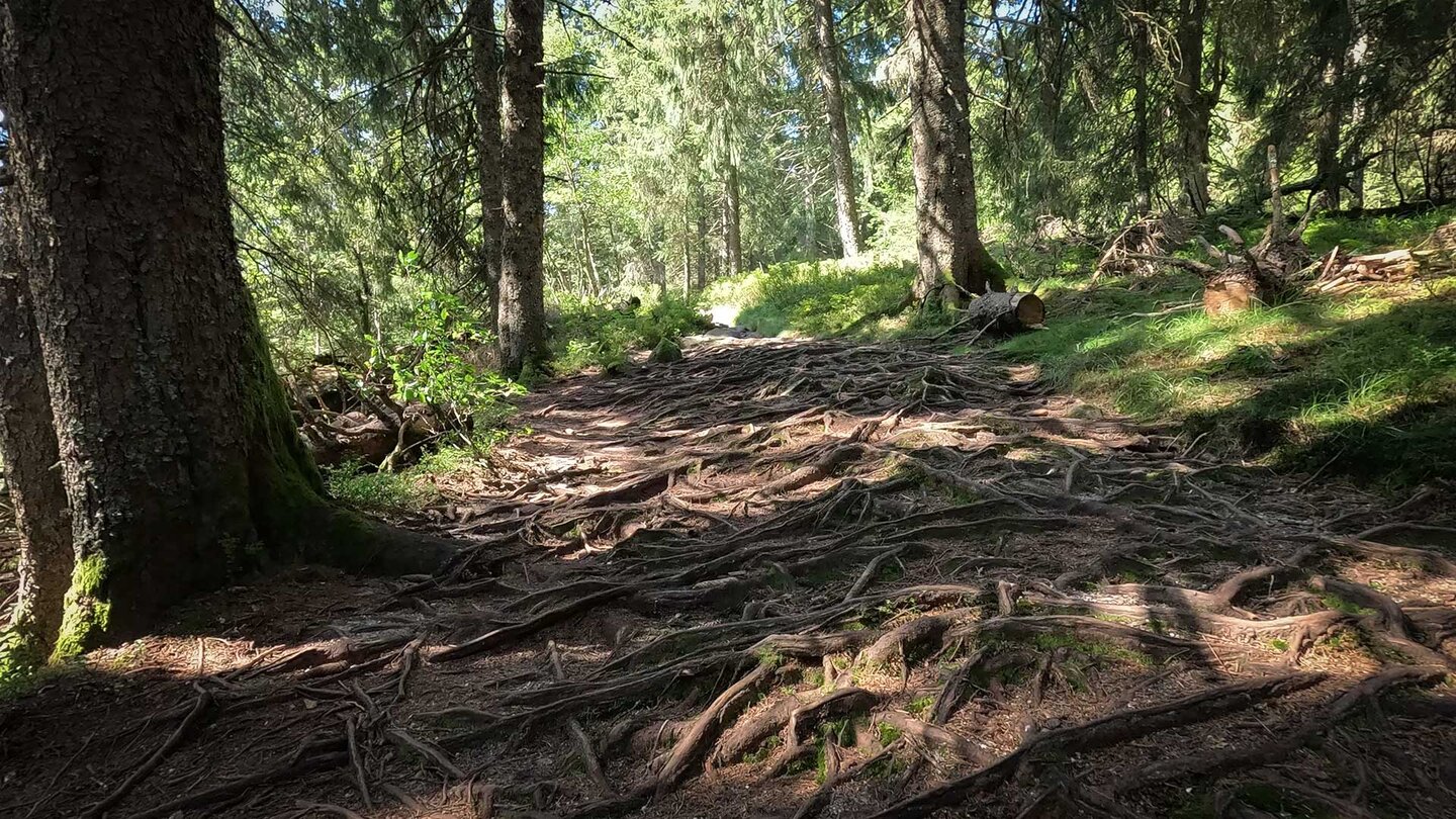 Wurzelpfad auf der Rundtour um den Lac Noir