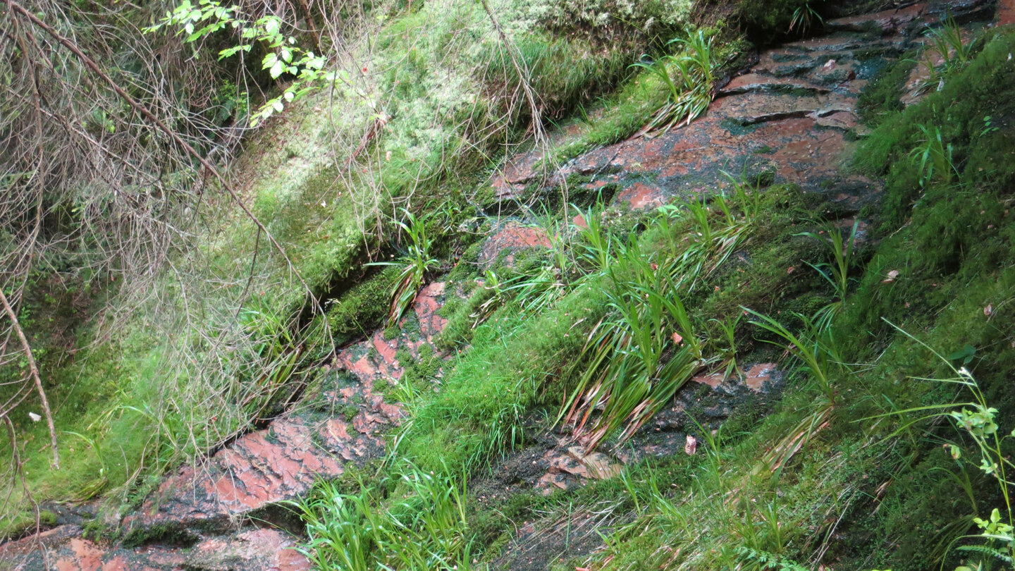 die Wanderroute führt über den Seltenbach Wasserfall