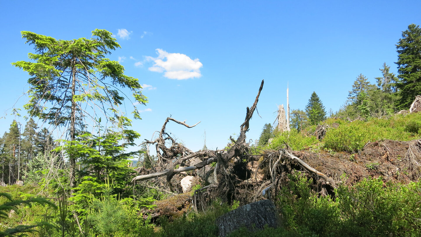 Impressionen am Huzenbacher Seeweg