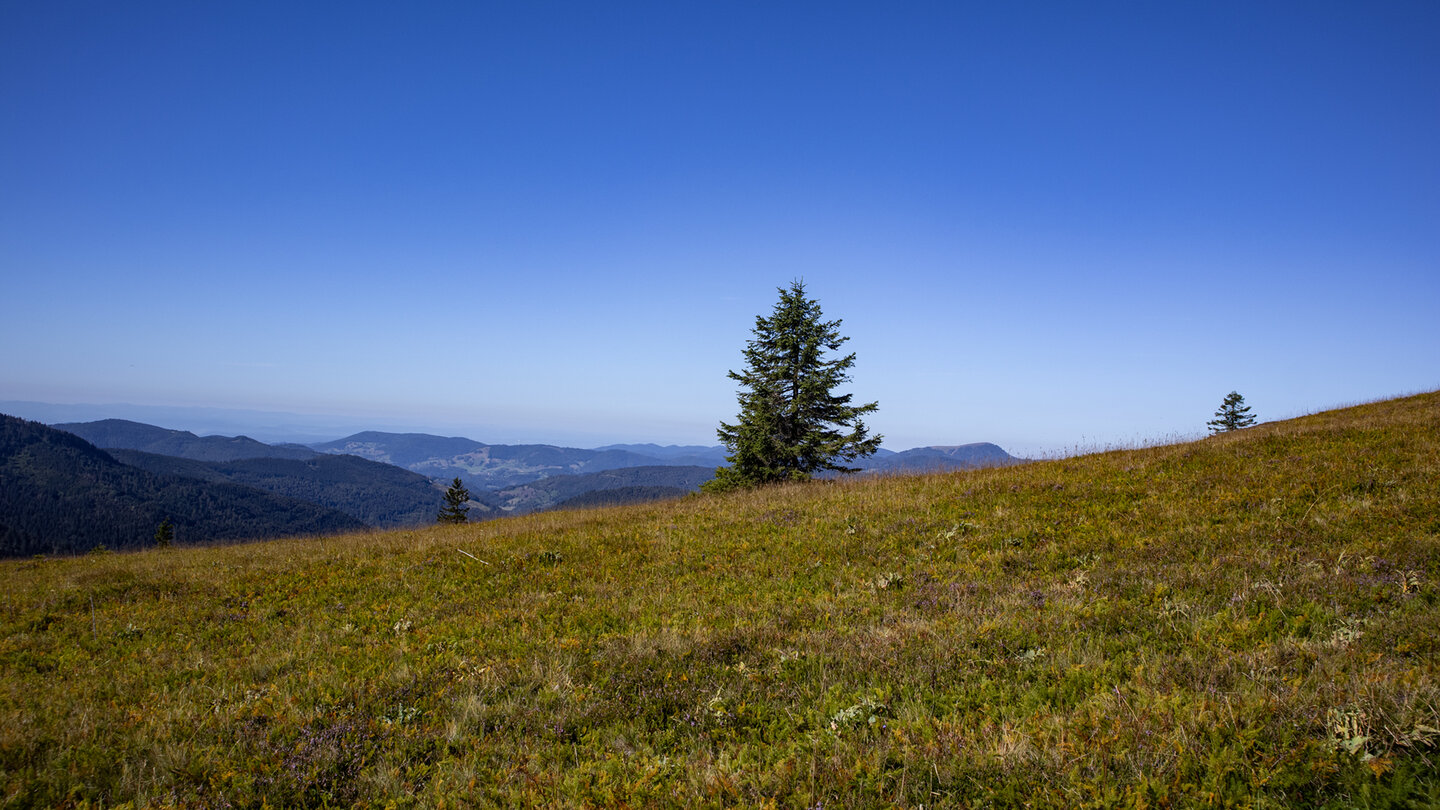 Wiesenlandschaft entlang der Feldberg Rundwanderung